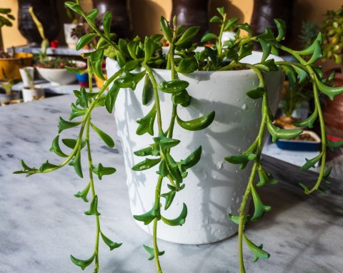 Takiego sukulenta na pewno nie masz w kolekcji. „Skaczący delfin” wygląda zjawiskowo