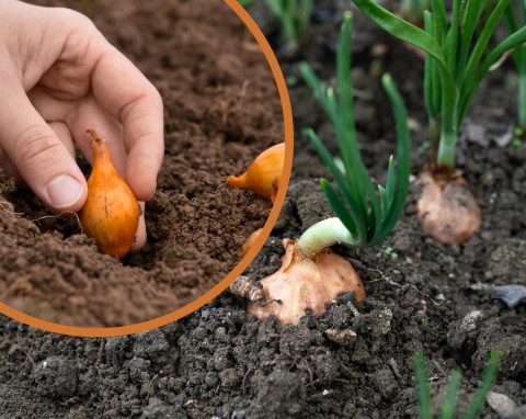 Sadzenie cebuli jesienią. Dlaczego trzeba to robić inaczej niż wiosną?