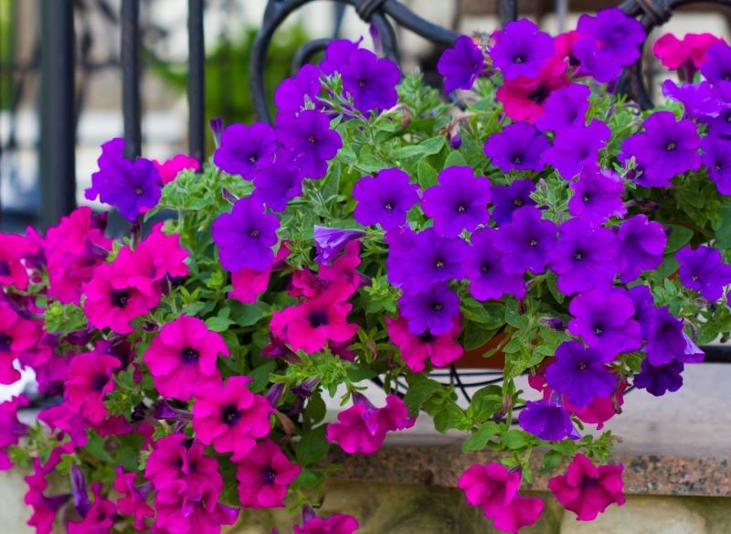 Mączlik szklarniowy masowo atakuje surfinie i petunie.