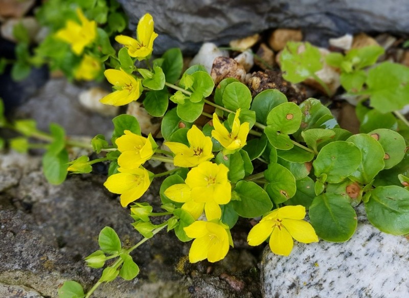 uprawa tojeści rozesłanej