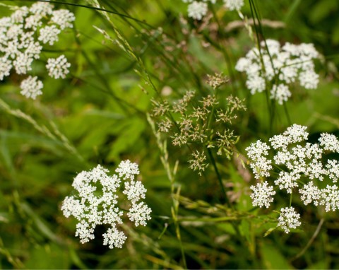 Czarny kminek (Bunium persicum)