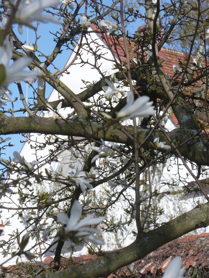 Pozostałe, Czas na magnolie.................. - .............i znów...........kwitnąca magnolia..............