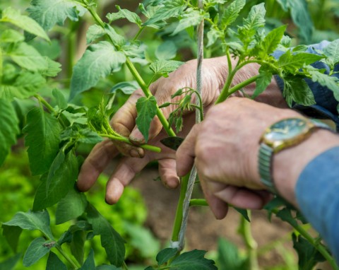 Wysiew warzyw liściowych na jesień i uprawa pomidorów - ogród warzywny