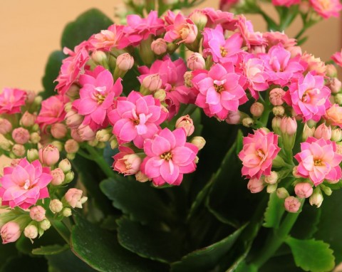 Kalanchoe znów obsypie się burzą kwiatów. Przesadź i podlej tą mieszanką