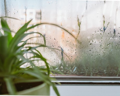 Tych 7 roślin "wysysa" wilgoć z domu. Okna nie parują i nie ma pleśni, a powietrze jest świeże