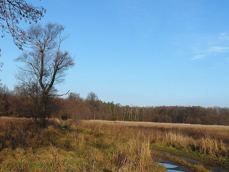 Rośliny, Łąki za wsią