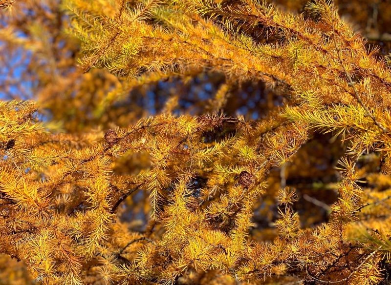 Modrzew europejski (Larix decidua, zanim zgubi igły, przebarwia się na złoto.