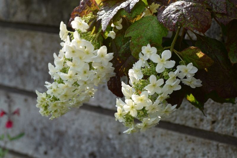 Hortensja dębolistna 'Burgundy'