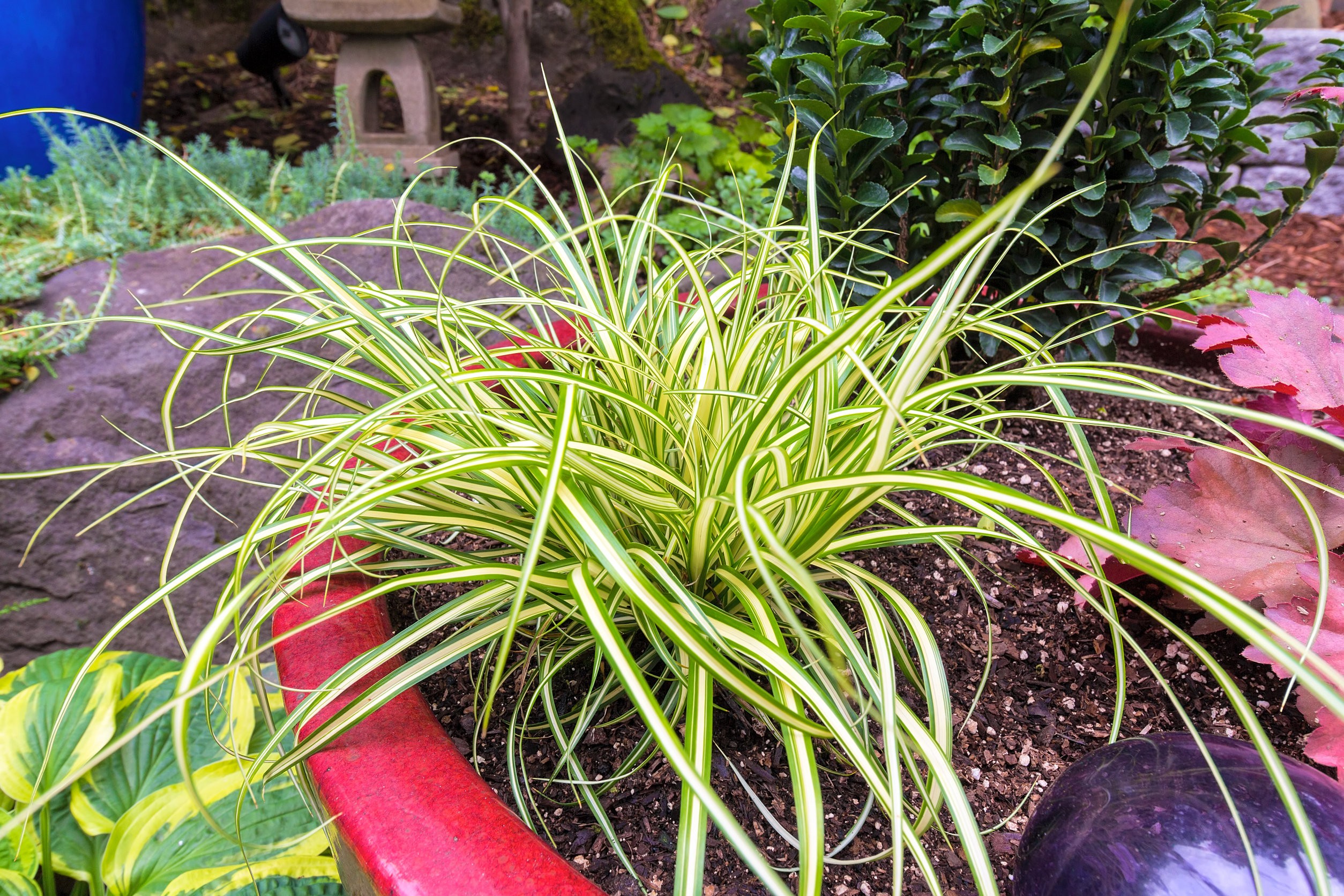 Carex ornithopoda