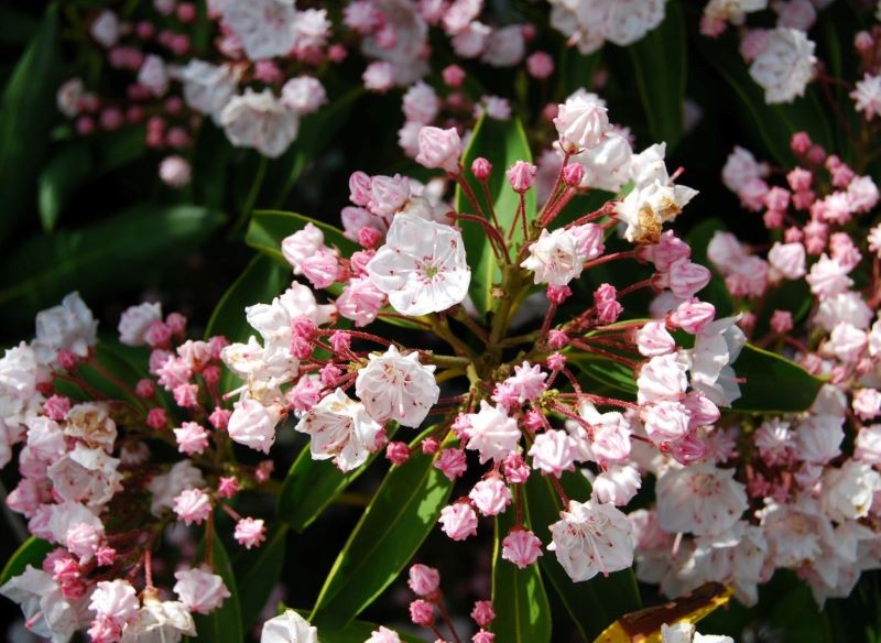 Kalmia szerokolistna kwitnie wiosną.