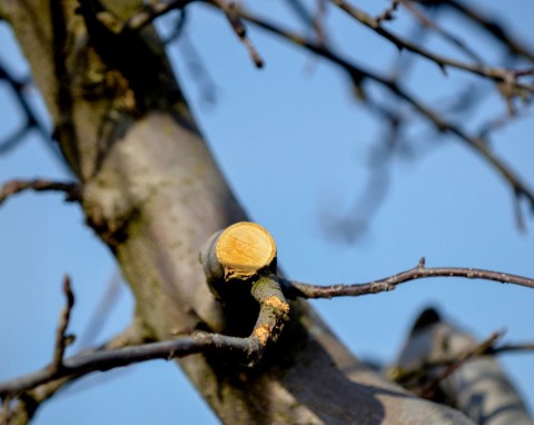 Przycinanie jabłoni w zimie. Różne sposoby na różne rodzaje drzew