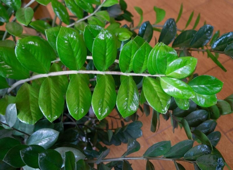 Zamiokulkas dobrze rośnie nawet w ciemnym kącie.