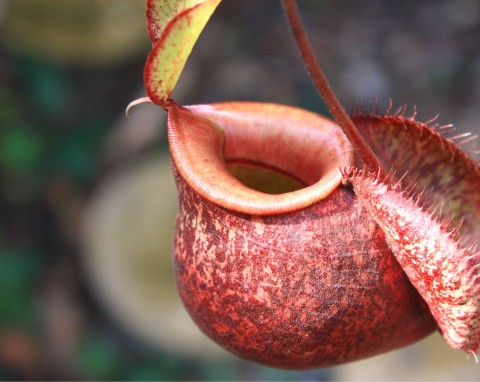 Dzbanecznik (Nepenthes hamata)