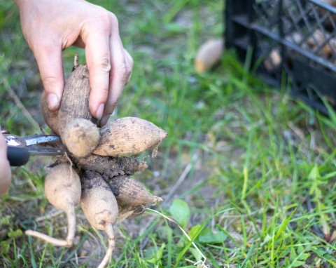 Jak uprawiać dalie z bulw? Posadź w donicach w marcu, będą kwitły aż do października