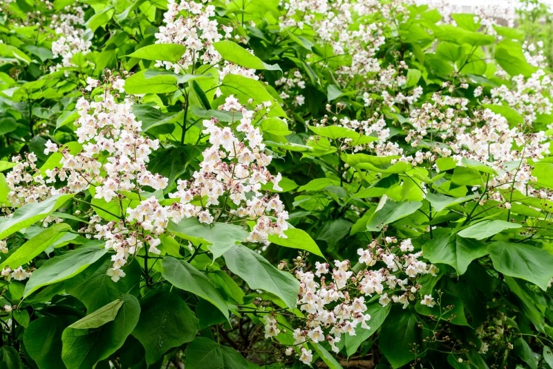 jak dbać o katalpę