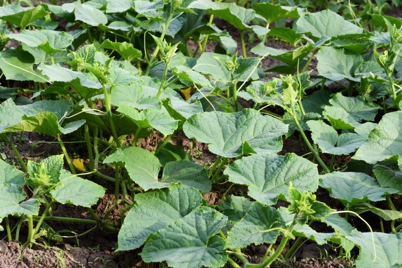 Do ściółkowania ogórków możemy wykorzystać naturalne lub sztuczne materiały.