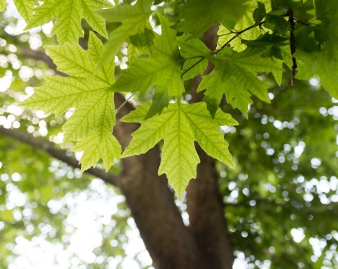 Klon srebrzysty (Acer saccharinum)