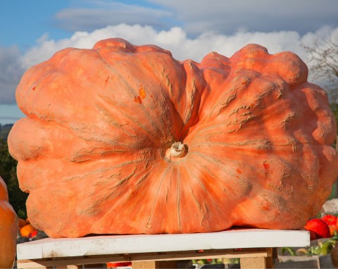 Dynia olbrzymia (Cucurbita Maxima)