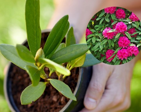 Jak ukorzenić gałązkę rododendrona? Rozmnażanie i szczepienie rododendronów na wiosnę