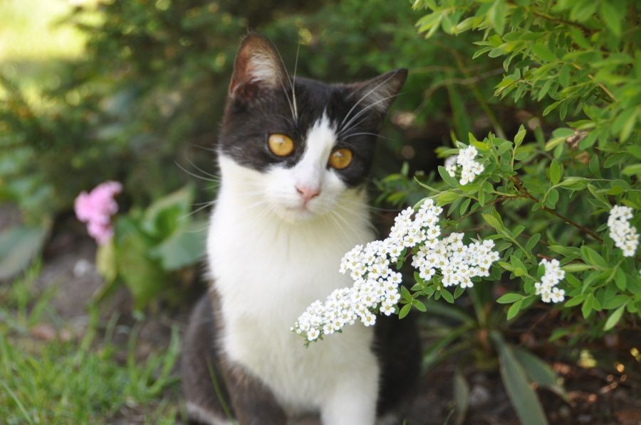 Ogród, Wiosna i koty