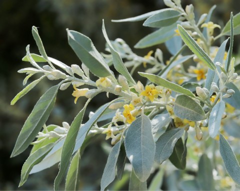 Oliwnik wąskolistny (Elaeagnus angustifolia)