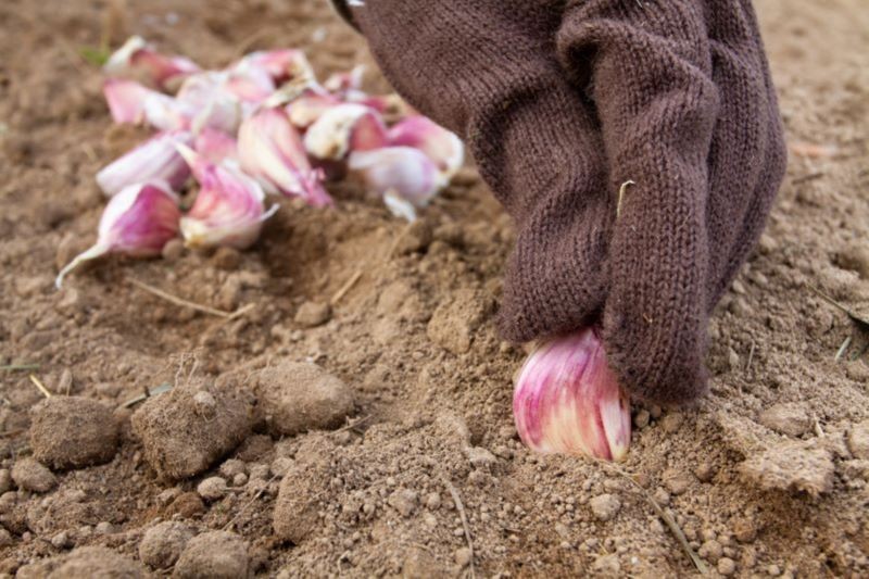 Czosnek nie boi się mrozu, ale warto okryć go agrowłókniną, jeśli został posadzony wcześnie.