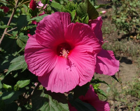 Hibiskus bagienny: 4 sposoby na długie i obfite kwitnienie. Nawożenie i podlewanie ketmii bagiennej