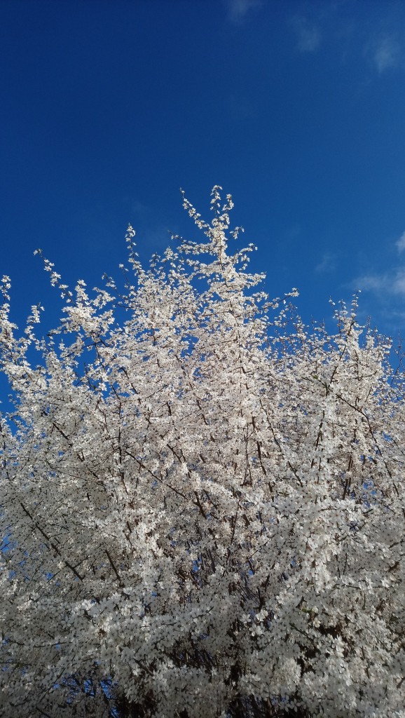 Rośliny, Czas na magnolie.....................