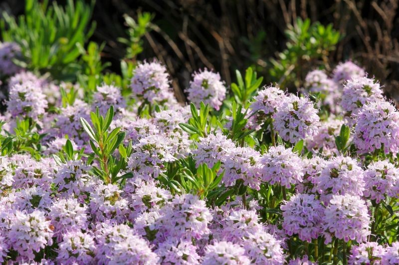 Jak uprawiać tymianek pospolity? 