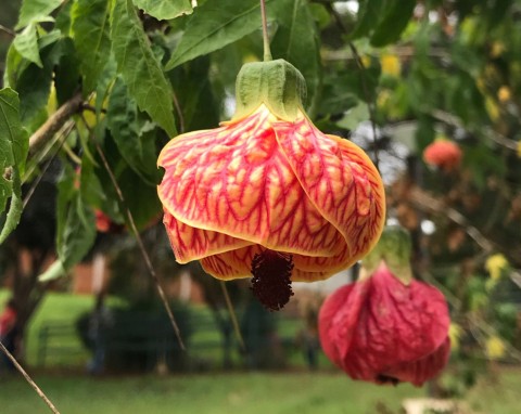 Oryginalna roślina do uprawy w ogrodzie i w donicy. Abutilon - wymagania i uprawa