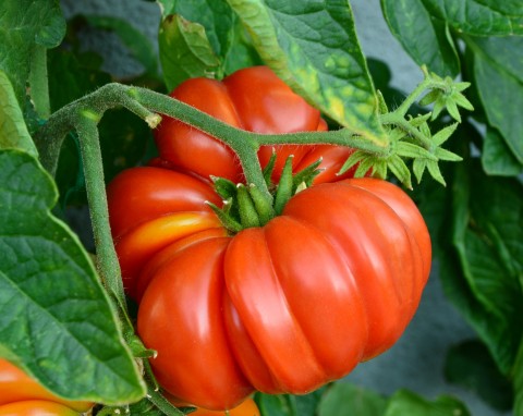 Pomidory słabo kwitną. Jak pobudzić pomidory do owocowania?