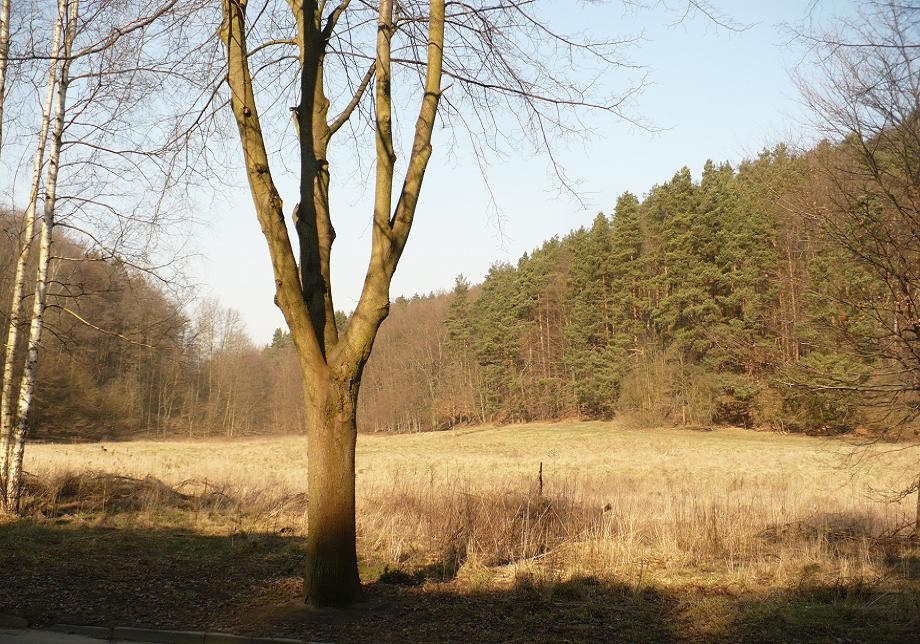 Pozostałe, Przebiśnieg.......... - ...........i polana w słońcu.............