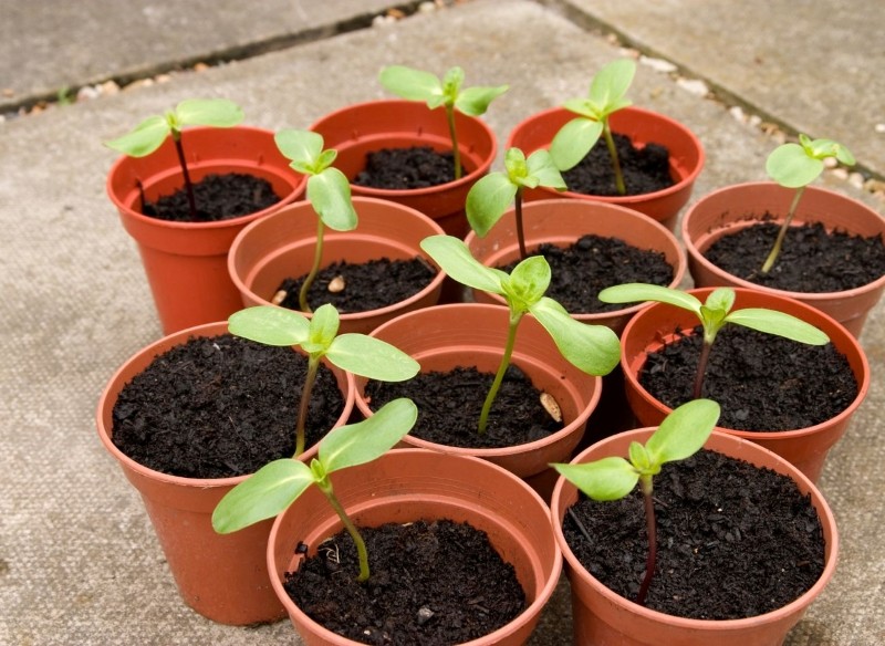 jak wysiewać słonecznik