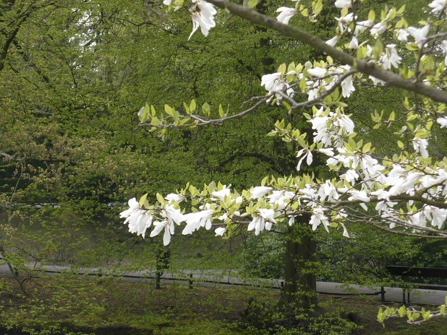 Pozostałe, W maju jak w gaju................czyli wiosenne wariacje w parku - ...........i kwiaty magnolii białej........