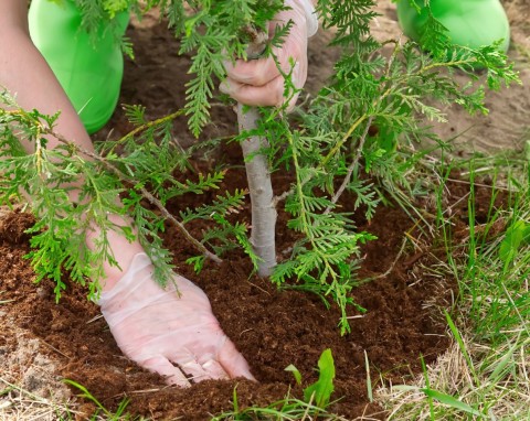 Jaki nawóz do tui na wiosnę? Harmonogram nawożenia tui w sezonie, nawozy mineralne i organiczne