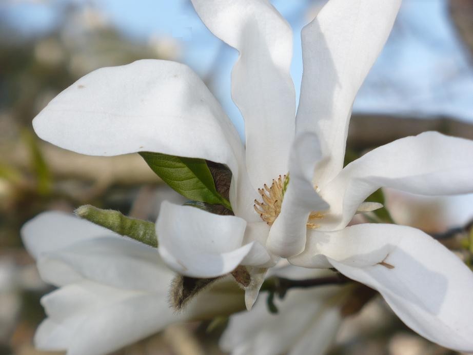 Pozostałe, Czas na magnolie.................. - ............kwiat magnolii................