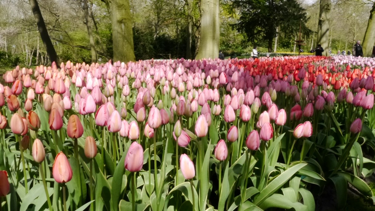 Pozostałe, Keukenhof