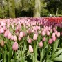 Pozostałe, Keukenhof