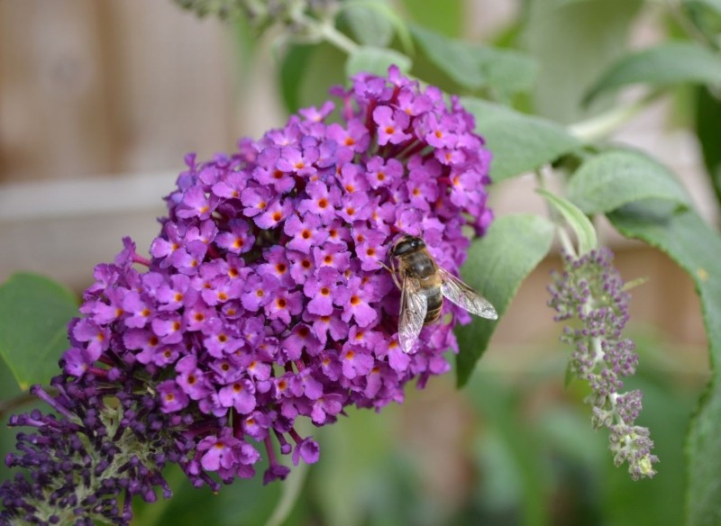 nawożenie budlei jesienią