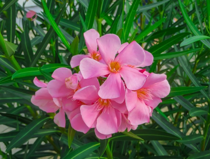 Oleander potrzebuje częstego i obfitego podlewania.