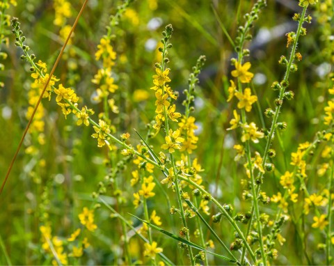 Rzepik pospolity (Agrimonia eupatoria)