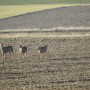 Leśne klimaty, PRZEBUDZENIE...