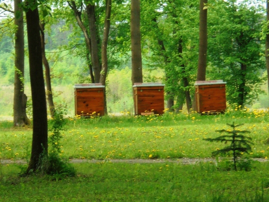 Pozostałe, PARK  ZDROJOWY  W  SOLCU - Park