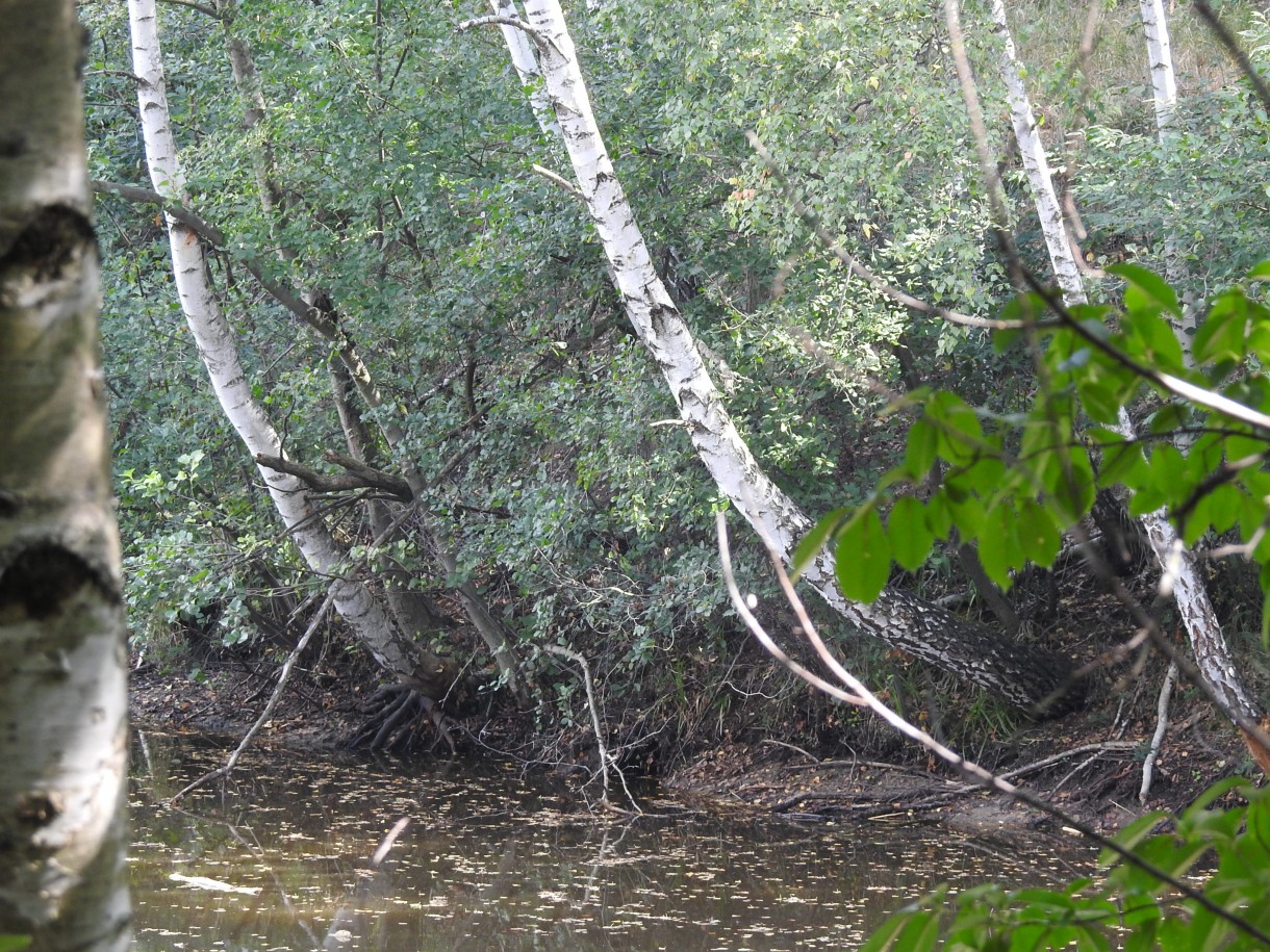 Leśne klimaty, ZWYKŁE I NIEZWYKŁE