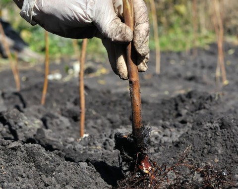 Jak sadzić maliny jesienią, żeby się nie rozrastały? Trik plantatorów sprawdzi się na działce
