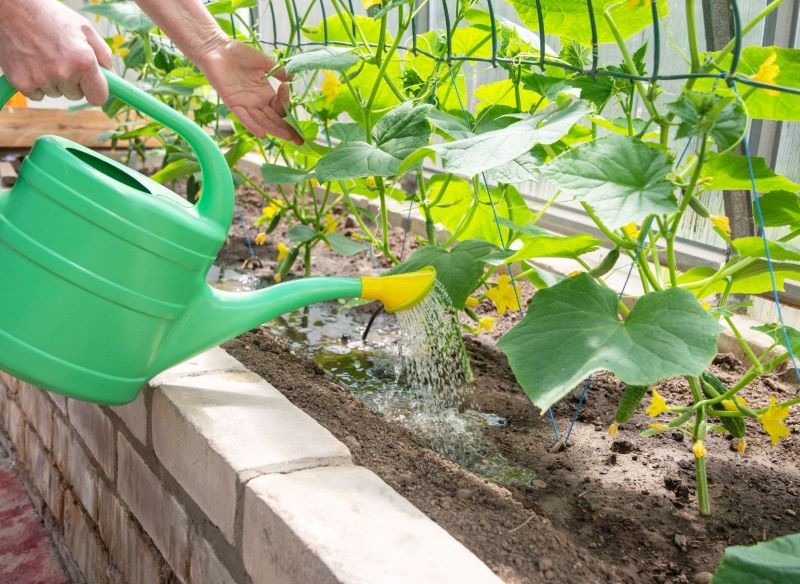 Olejek z drzewa herbacianego można dodać do wody i wykorzystać do podlewania roślin.