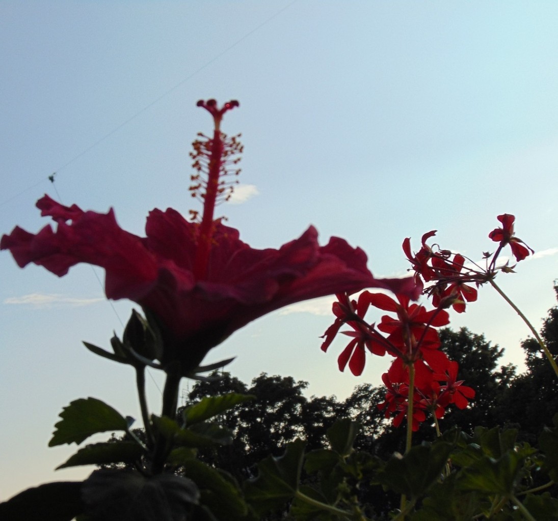 Rośliny, Pełnia lata ............... - ..................i hibiskus...............