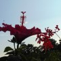 Rośliny, Pełnia lata ............... - ..................i hibiskus...............