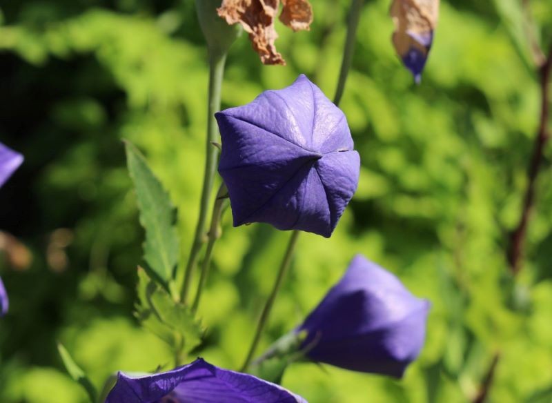 Efektowne są nie tylko kwiaty, ale też pąki kwiatowe rozwaru.
