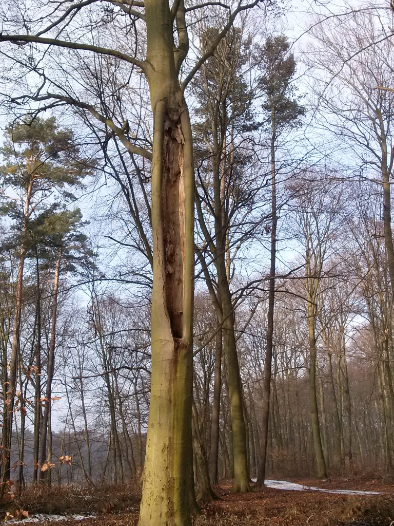 Pozostałe, I u mnie trochę zimy...